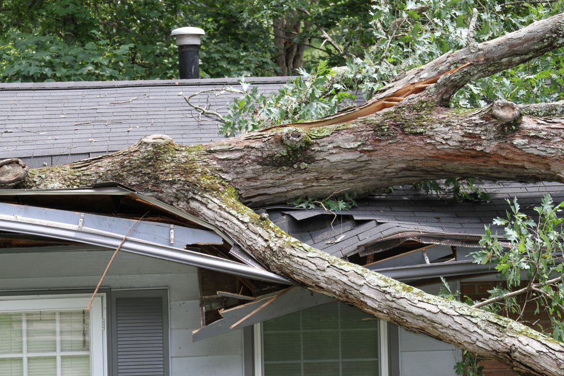 Fallen tree on roof of home