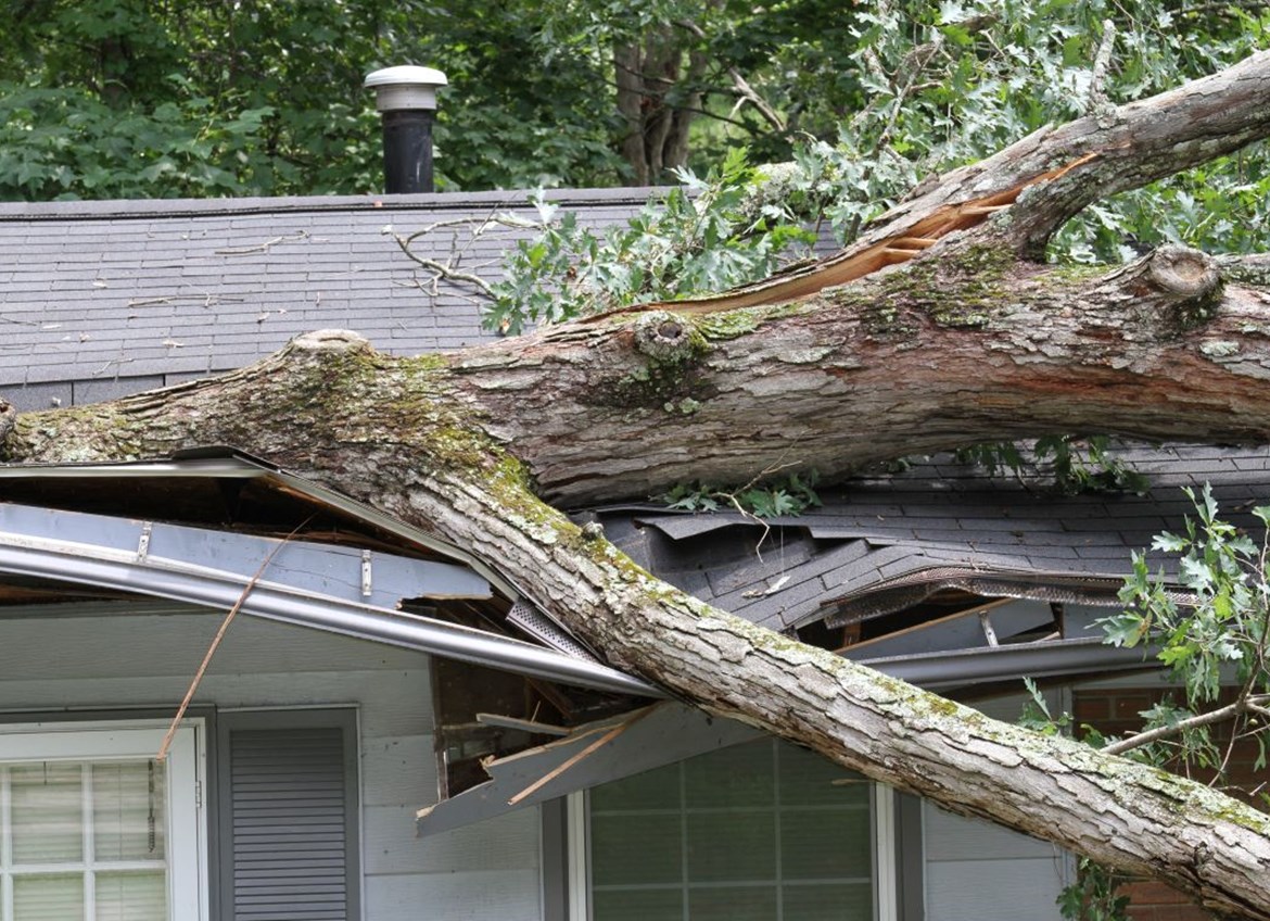 Fallen tree on roof of home